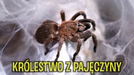 Brązowe znaczy gorsze?? Samice Psalmopoeus reduncus i Dolichothele exilis!