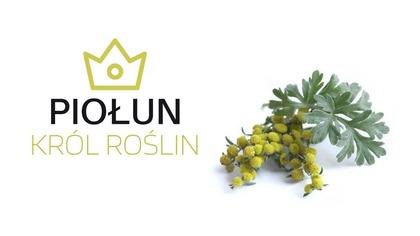 Piołun - Zaskakujące Zastosowania! Król Roślin i Terapie Naturalne.