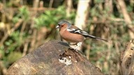 finch, bird, chaffinch