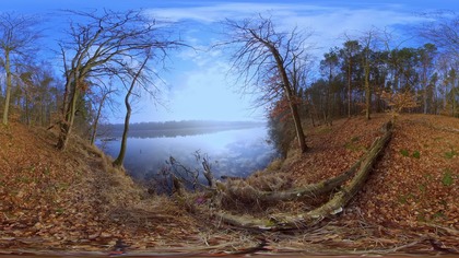 Early Morning Bird Sounds at a Quiet Lake  360VR Nature Ambience