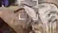 Ślimak.  Shorta zmontował @AdrianHistorie (polecam zobaczyć jego kanał) #shorts #contentwarning