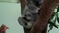 Slodziutki malutki Koala