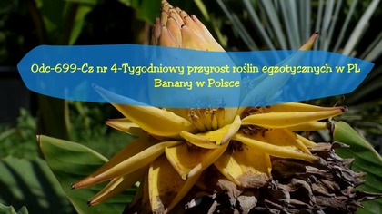 Zwiastun odcinka nr 699.  ! Pozdrówka Film będzie w ciągu 3H.