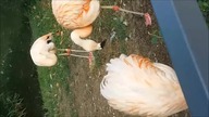Some Of The Birds Presented In Warsawian ZOO