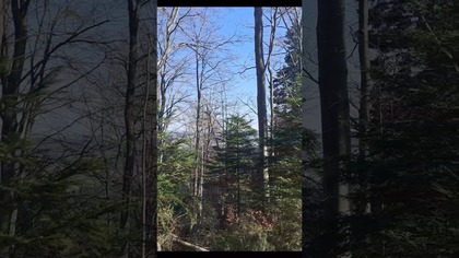 Bieszczadzki Las ....  #bieszczady #biesy #wbiesy #bieszczadzki #las #bieszczadzkilas #lasek