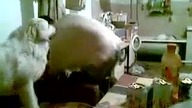 Jajnik vs dzyndzel