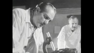 Wilczyca 1963 napl