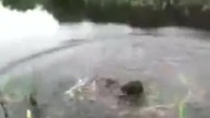 Skok do wody - wodnik szuwarek