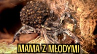 Kokon STULECIA, młode, Tarantula, Eresus  Co słychać u? #30