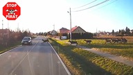 Rozglądaj się, sarny są wszędzie! STOP PIRAT