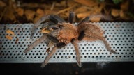 Sericopelma sp boquete jest POTĘŻNYM L7, dostała TERRARIUM!
