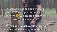 Jak pomóc psu w samotności?  #OpiekaNadZwierzętami #SamotnośćPsów #PetCare