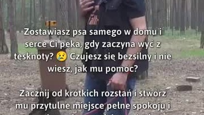 Jak pomóc psu w samotności?  #OpiekaNadZwierzętami #SamotnośćPsów #PetCare