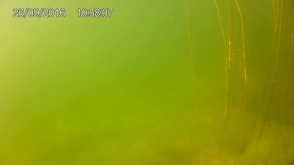 Oko w oko z okoniem ( jezioro Bierzwnik ostromęcko )