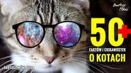 #1104- ponad 50 Faktów i Ciekawostek o KOTACH - Dookoła...Kota