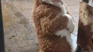 krówka #funny #animals #trueman #comedy #funnyanimals