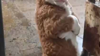 krówka #funny #animals #trueman #comedy #funnyanimals