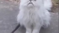 Bardzo dziwny kot