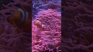 Gdzie jest nemo ?