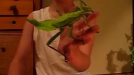 Gigantyczny robal