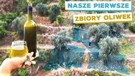 JAK powstaje OLEJ ekstra VIRGIN | Zbieramy OLIWKI na naszej SYCYLIJSKIEJ działce 