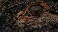 Alligator (1980) DVDRip.  XviD
