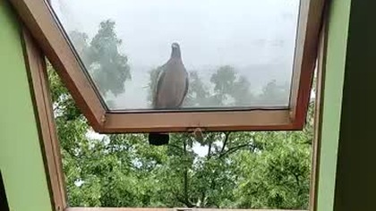 Szczur na oknie.  #funnyvideo #funny #vlog #poland #polska