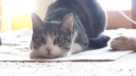 Wiggle Wiggle Wiggle - Funny Cat 