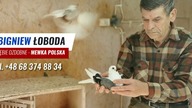 Gołebie ozdobne krótkodziób - Zbignew Łoboda - Mewka Polska - CAŁY FILM