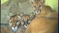 Miejski Ogr&oacute;d Zoologiczny we Wrocławiu (1992)