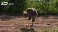 Hamburger na spos&oacute;b afrykański