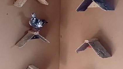 Rasowe blokowce z obrączkami  #fus #birds #blokowiec #dzikus #golebie