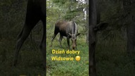 Dzień dobry Widzowie  #dziendobry #goodmorning #goodvibes
