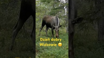 Dzień dobry Widzowie  #dziendobry #goodmorning #goodvibes