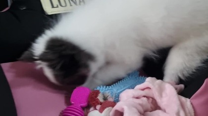 Chihuahua Luna Day 57