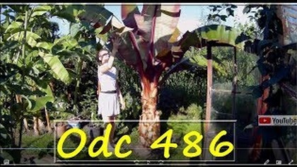 Odc 486-Moon-Bananowiec-Ensete ventricosum maurelii, słonecznik gigant.