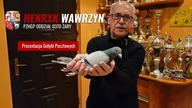 Z wizytą u kolegi Henryk Wawrzyn - PZHGP 0370 Żary - gołębie lini Vos 94, Koopman - prezentacja