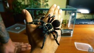Brachypelma auratum dostała NOWY APARTAMENT!