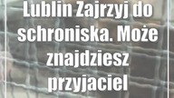 Lublin: Zajrzyj do schroniska.  Może znajdziesz przyjaciela