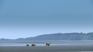 0982 Zwierzęta z Bliska Animal S02E03 Niedźwiedź 720p - CDA