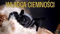 Większe terraria DLA KAŻDEGO 
