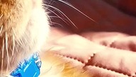 Eryk Maine Coon Cat 108 day #catvideos #cat #catlover #cats #catshorts #koty #maincoon #mainecoon