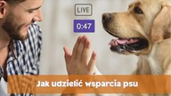 Jak udzielić wsparcia swojemu psu?