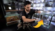 Nowe terrarium dla czarnej  Grammostola pulchra