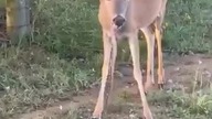 Ziemia: Sarna wpierdziela gadzinę.