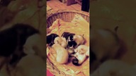 Wspomnień czar...  #shorts #kot #kotek #kittens #funny #funnycats #meow #kocieta
