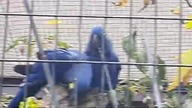 Ary Hiacyntowe w Warszawskim Zoo / Hyacinth Macaws at Warsaws Zoo 