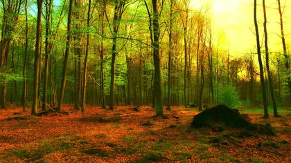 Najlepsze dźwięki lasu na stres 4K Hi-Res