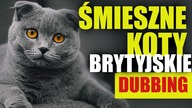 ŚMIESZNE KOTY BRYTYJSKIE #5  DUBBING: MATT OLECH