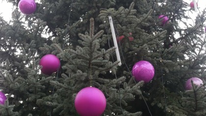 Zasadzili ambrowca na jaworznickim rynku